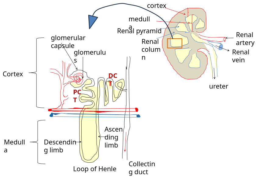 Urinary General